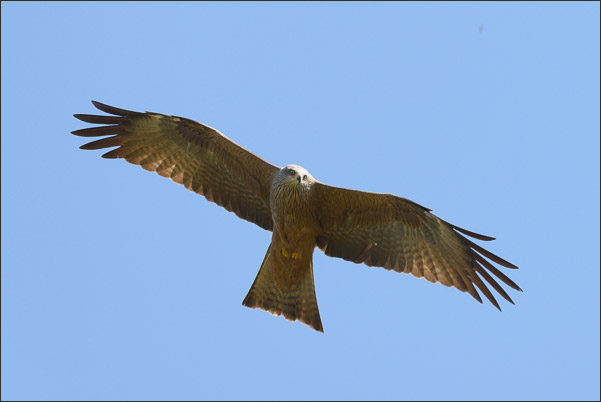 Schwarzmilan (Milvus migrans migrans) beim �berflug. Durch einen See ist der Vogel gut von unten beleuchtet.<br />Nikon D800E mit AF-S NIKKOR 500 mm 1:4G ED VR