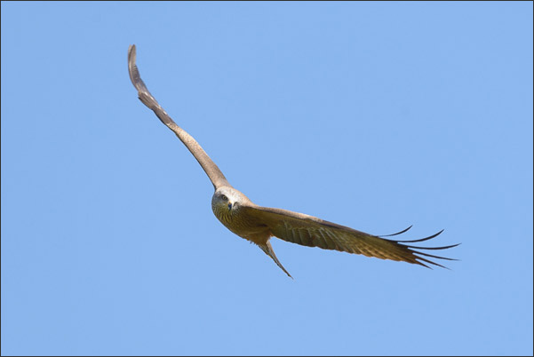 Schwarzmilan (Milvus migrans migrans) beim Kurvenflug.<br />Nikon D800E mit AF-S NIKKOR 500 mm 1:4G ED VR und TC-14e II