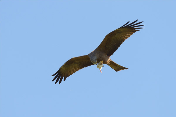 Schwarzmilan (Milvus migrans migrans) mit einem K�cken aus einer H�hner-Freilandhaltung (Bayern).<br />Nikon D800E mit AF-S NIKKOR 500 mm 1:4G ED VR und TC-14e II