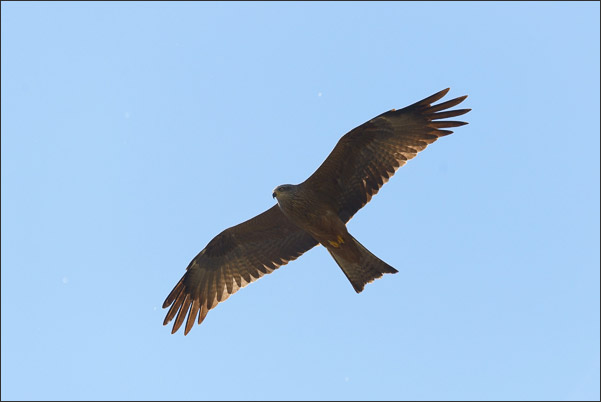 Schwarzmilan (Milvus migrans migrans) beim �berflug.<br />Nikon D800E mit AF-S NIKKOR 500 mm 1:4G ED VR und TC-14e II