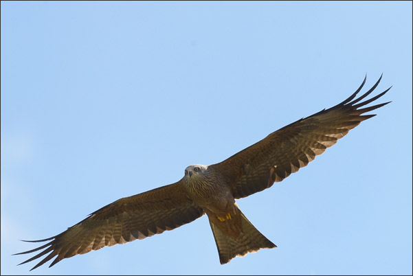Schwarzmilan (Milvus migrans migrans) im Anflug<br />Nikon D800E mit AF-S NIKKOR 500 mm 1:4G ED VR und TC-14e II