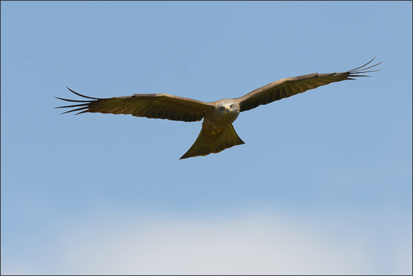 Schwarzmilan (Milvus migrans migrans) im Anflug.<br />Nikon D800E mit AF-S NIKKOR 500 mm 1:4G ED VR