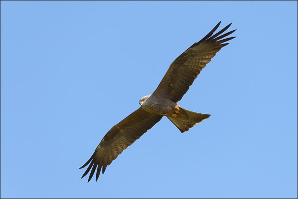 Schwarzmilan (Milvus migrans migrans) beim Suchflug nach Beute.<br />Nikon D800E mit AF-S NIKKOR 500 mm 1:4G ED VR und TC-14e II