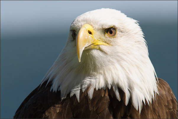 Portrait eines Wei�kopfseeadler (Haliaeetus leucocephalus). Aufgenommen am Yellowstone Lake, wyoming (USA).<br />Nikon D3s mit AF-S NIKKOR 500 mm 1:4G ED VR und TC-20E III