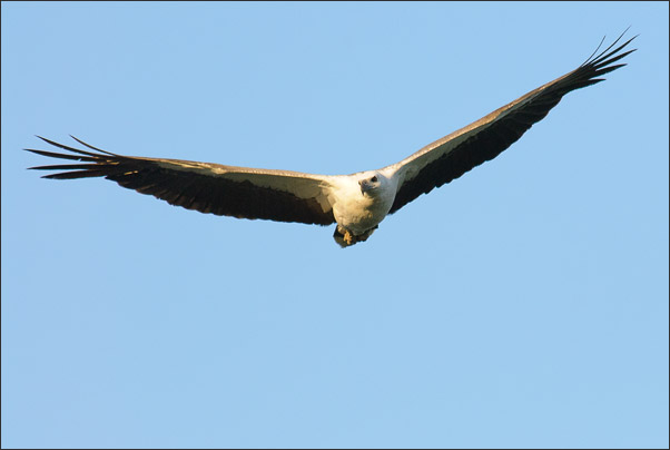Ein Wei�bauchseeadler (Haliaeetus leucogaster) im ersten Morgenlicht. Aufgenommen im Kakadu NP (Australien).<br />Nikon D200 mit AF-S NIKKOR 400mm 1:2,8D ED II