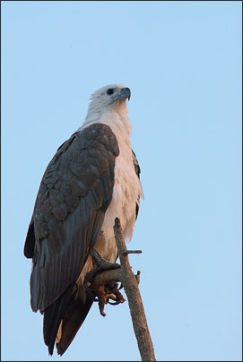 Ein Wei�bauchseeadler (Haliaeetus leucogaster) am Ansitz. Aufgenommen im Kakadu NP (Australien).<br />Nikon D200 mit AF-S NIKKOR 400mm 1:2,8D ED II