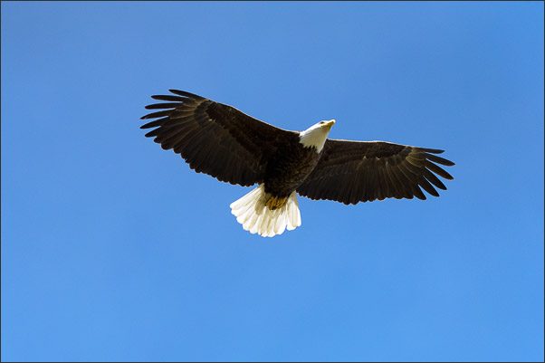 Wei�kopfseeadler (Haliaeetus leucocephalus) im Flug. Aufgenommen im Upper Geysir Basin, Yellowstone NP (USA).<br />Nikon D3s mit AF-S NIKKOR 500 mm 1:4G ED VR und TC-14E II