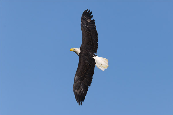 Kurvenflug. Ein Wei�kopfseeadler (Haliaeetus leucocephalus). Aufgenommen auf der Grand Teton Range, Wyoming (USA).<br />Nikon D3x mit AF-S NIKKOR 500 mm 1:4G ED VR