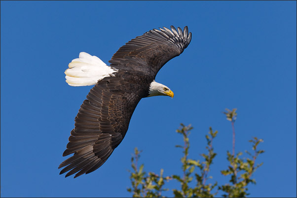 Kurvenflug. Ein Wei�kopfseeadler (Haliaeetus leucocephalus). Aufgenommen auf der Grand Teton Range, Wyoming (USA).<br />Nikon D3x mit AF-S NIKKOR 500 mm 1:4G ED VR