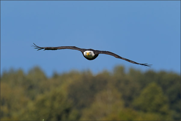 Ein Wei�kopfseeadler (Haliaeetus leucocephalus) im direkten Anflug. Aufgenommen am Yellowstone Lake, Wyoming (USA).<br />Nikon D3x mit AF-S NIKKOR 500 mm 1:4G ED VR