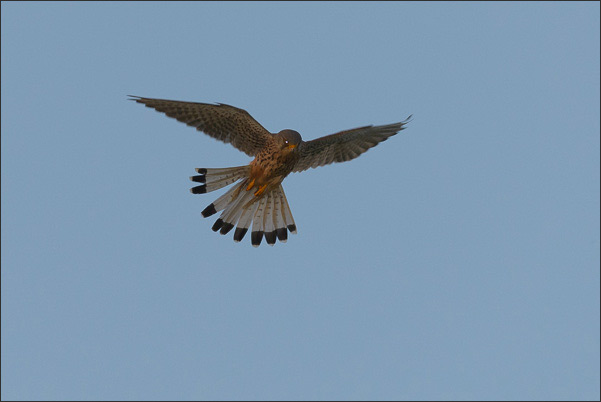 Ein Turmfalke (Falco tinnunculus) beim R�tteln. Die leuchtenden Augen sind eine Reflexion der untergehenden Sonne.<br />Nikon D800E mit AF-S NIKKOR 500 mm 1:4G ED VR und TC-14e II