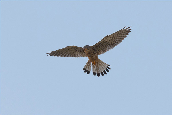 Ein Turmfalke (Falco tinnunculus) beim R�tteln. Die leuchtenden Augen sind eine Reflexion der untergehenden Sonne.<br />Nikon D800E mit AF-S NIKKOR 500 mm 1:4G ED VR und TC-14e II