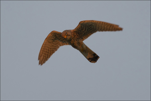 Ein Turmfalke (Falco tinnunculus) beim �berflug. Die leuchtenden Augen sind eine Reflexion der untergehenden Sonne.<br />Nikon D800E mit AF-S NIKKOR 500 mm 1:4G ED VR und TC-14e II