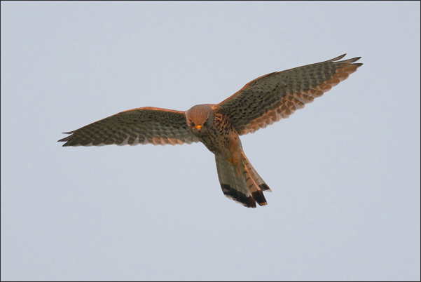 Ein Turmfalke (Falco tinnunculus) beim R�tteln.<br />Nikon D800E mit AF-S NIKKOR 500 mm 1:4G ED VR und TC-14e II
