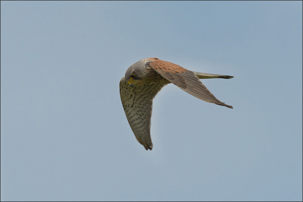 Ein Turmfalke (Falco tinnunculus) steht an einer D�ne im Wind.<br />Nikon D800E mit AF-S NIKKOR 500 mm 1:4G ED VR und TC-14e II