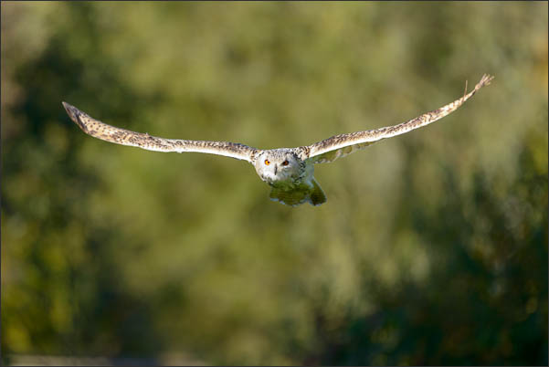 Abendlicher Flug: Sibirischer Uhu (Bubo bubo sibiricus) �ber seinem Revier.<br />Nikon D800E mit AF-S NIKKOR 500 mm 1:4 ED VR