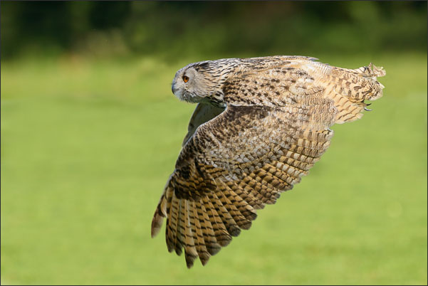 Sibirischer Uhu (Bubo bubo sibiricus) im Vorbeiflug.<br />Nikon D800E mit AF-S NIKKOR 800 mm 1:5,6E FL ED VR