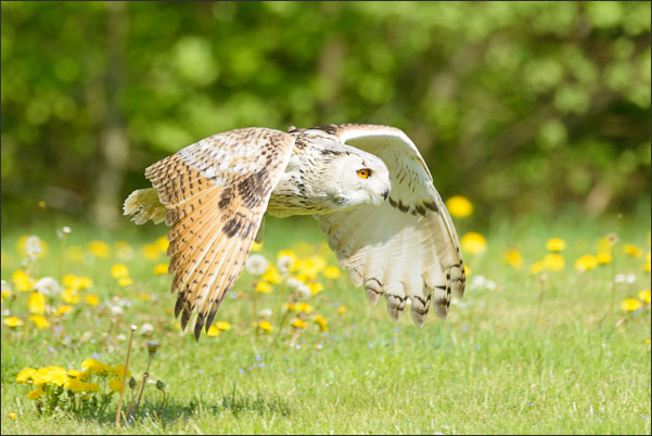 Sibirischer Uhu (Bubo bubo sibiricus) gleitet �ber eine Lichtung.<br />Nikon D800E mit AF-S NIKKOR 500 mm 1:4 ED VR