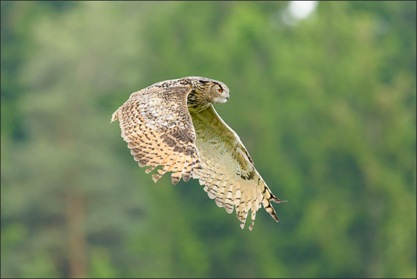 Studie des Flugs eines Turkmenen-Uhus (Bubo Bubo omissus).<br />Nikon D800E mit AF-S NIKKOR 500 mm 1:4G ED VR und TC-14e II