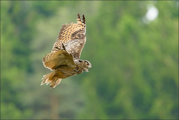 Studie des Flugs eines Turkmenen-Uhus (Bubo Bubo omissus).<br />Nikon D800E mit AF-S NIKKOR 500 mm 1:4G ED VR und TC-14e II
