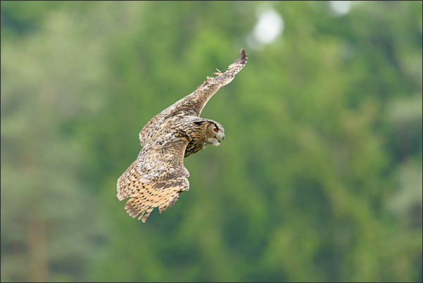 Studie des Flugs eines Turkmenen-Uhus (Bubo Bubo omissus).<br />Nikon D800E mit AF-S NIKKOR 500 mm 1:4G ED VR und TC-14e II
