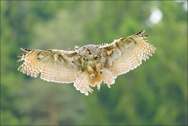 Turkmenen-Uhu (Bubo Bubo omissus) setzt zur Landung an.<br />Nikon D800E mit AF-S NIKKOR 500 mm 1:4G ED VR und TC-14e II
