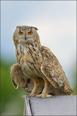 Turkmenen-Uhu (Bubo Bubo omissus) sitzt auf dem Dach einer Baracke.<br />Nikon D800E mit AF-S NIKKOR 500 mm 1:4G ED VR und TC-14e II