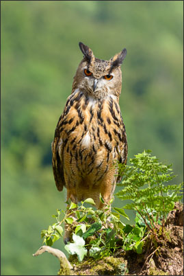 Intensiver Blick: ein Europ�ischer Uhu (Bubo bubo bubo) auf seinem Ansitz.<br />Nikon D800E mit AF-S NIKKOR 400 mm 1:2.8G ED VR