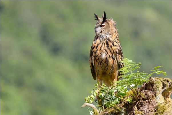 Vom Wind zerzaustes Gefieder: ein Europ�ischer Uhu (Bubo bubo bubo)<br />Nikon D800E mit AF-S NIKKOR 400 mm 1:2.8G ED VR