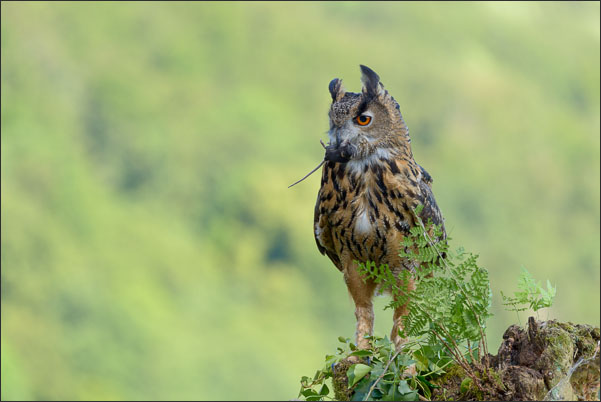 Ein Europ�ischer Uhu (Bubo bubo bubo) hat Beute gemacht.<br />Nikon D800E mit AF-S NIKKOR 400 mm 1:2.8G ED VR