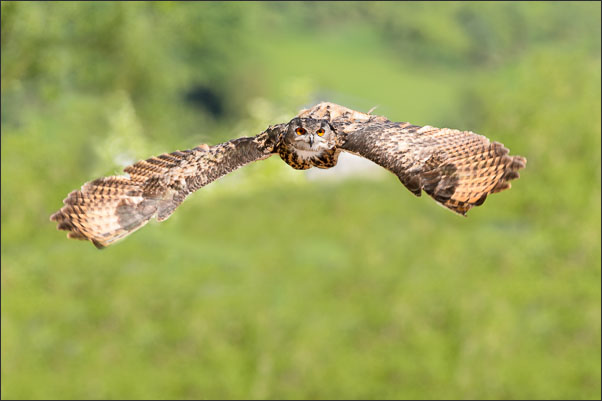 Europ�ischer Uhu (Bubo bubo bubo) im Anflug auf seinen Ansitz<br />Nikon D800E mit AF-S NIKKOR 600 mm 1:4G ED VR