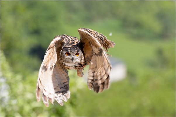 Ein Europ�ischer Uhu (Bubo bubo bubo) kurz nach dem Start von seinem Ansitz.<br />Nikon D800E mit AF-S NIKKOR 400 mm 1:2.8G ED VR