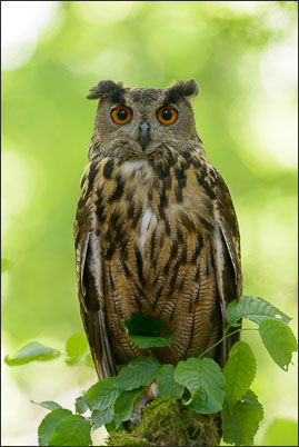 Ein Europ�ischer Uhu (Bubo bubo bubo) im Wald.<br />Nikon D800E mit AF-S NIKKOR 300 mm 1:2.8G ED VR II