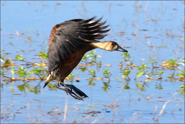 Vorscht ich lande! Ene Wanderpfeifgans (Dendrocygna arcuata australis) im Kakadu NP, Northern Territory (Australien).<br />Nikon D200 mit AF-S NIKKOR 400mm 1:2,8D ED II