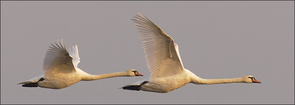 Tandem-Flug im Morgengrauen. Zwei H�ckerschw�ne (Cygnus olor) �ber dem Chiemsee.<br />Nikon D3x mit AF-S NIKKOR 500 mm 1:4G ED VR und TC-14e II
