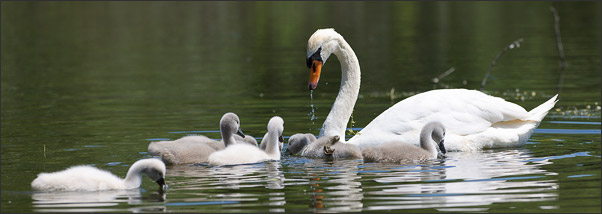 Junges Gl�ck. Ein H�ckerschwan (Cygnus olor) mit seinen Jungtieren.<br />Nikon D3x mit AF-S NIKKOR 300 mm 1:2,8G ED VR II