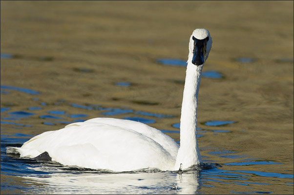 Schau mir in die Augen! Ein Trompeterschwan (Cygnus buccinator) im Yellowstone NP, Wyoming (USA).<br />Nikon D3x mit AF-S NIKKOR 500 mm 1:4G ED VR und TC-14e II