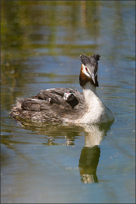 Ja wer guckt denn da? Ein Haubentaucher (Podiceps cristatus) mit zwei gerade geschl�pften Jungtieren.<br />Nikon D3x mit AF-S NIKKOR 500 mm 1:4G ED VR