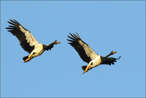 Paar-Flug. Zwei Spaltfu�g�nse (Anseranas semipalmata) bei fr�h morgendlichen �berflug. Yellow Waters Billabong, Kakadu NP (Australien).<br />Nikon D200 mit AF-S NIKKOR 400mm 1:2,8D ED II