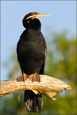 Das M�nnchen des Altwelt-Schlangenhalsvogels (Anhinga melanogaster) wartet ebenfalls auf Beute.<br />Nikon D200 mit AF-S NIKKOR 400mm 1:2,8D ED II