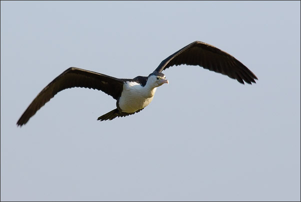 Eine Australische Zwergscharbe (Phalacrocorax melanoleucos) gleitet am fr�hen Morgen �ber den Yellow water Billabong, Kakadu NP (Australien).<br />Nikon D200 mit AF-S NIKKOR 400mm 1:2,8D ED II