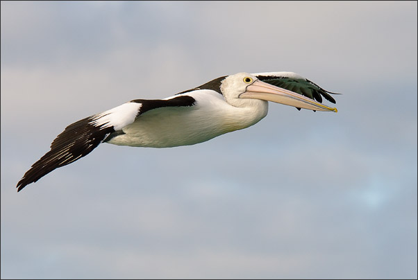 Ein Brillenpelikan (Pelecanus conspicillatus) im Gleitflug. West-Australien.<br />Nikon D200 mit AF-S NIKKOR 400mm 1:2,8D ED II