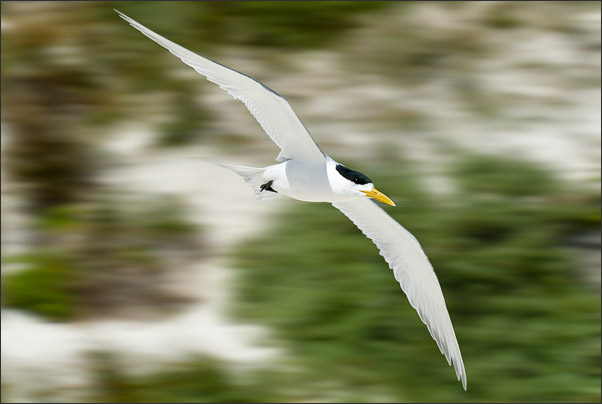Ganz sch�n Eilig! Eine Eilseeschwalbe (Sterna bergii) aus Australien.<br />Nikon D200 mit AF-S NIKKOR 400mm 1:2,8D ED II
