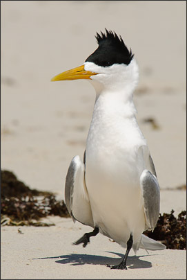 Zum Tanz bitte! Eine Eilseeschwalbe (Sterna bergii) aus Australien.<br />Nikon D200 mit AF-S NIKKOR 400mm 1:2,8D ED II