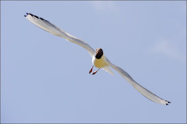 Im Anflug! Eine Lachm�we (Larus ridibundus) im Brutkleid.<br />Nikon D3s mit AF-S NIKKOR 70-200 mm 1:2,8G ED VR mit TC-14e II