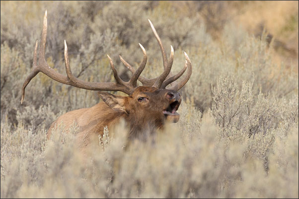 Rocky-Mountain-Wapiti (Cervus canadensis nelsoni) Bulle beim Balzruf im Yellowstone Nationalpark (USA).<br />Nikon D3x mit AF-S NIKKOR 500 mm 1:4G ED VR und TC-14e II