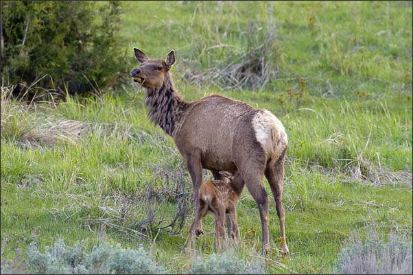 Rocky-Mountain-Wapiti (Cervus canadensis nelsoni) mit Jungtier im Yellowstone Nationalpark (USA).<br />Nikon D3s mit AF-S NIKKOR 500 mm 1:4G ED VR und TC-14e II