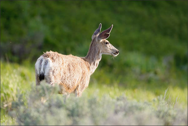 Rocky-Mountain Maultierhirsch (Odocoileus hemionus hemionus) im Yellowstone Nationalpark (USA).<br />Nikon D3x mit AF-S NIKKOR 500 mm 1:4G ED VR
