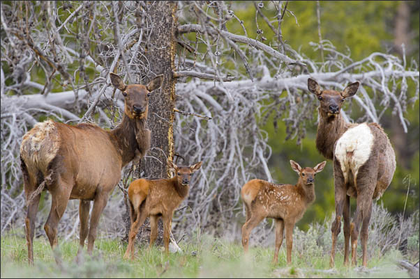 Rocky-Mountain-Wapiti (Cervus canadensis nelsoni) mit Jungtieren im Yellowstone Nationalpark (USA).<br />Nikon D3s mit AF-S NIKKOR 500 mm 1:4G ED VR und TC-14e II