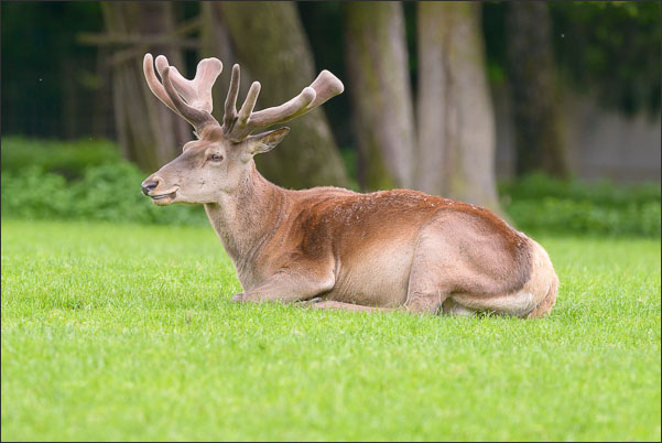 Rothirsch (Cervus elaphus) mit ungefegtem Geweih im Ebersberger Forst (Bayern)<br />Nikon D800E mit AF-S NIKKOR 500 mm 1:4 ED VR